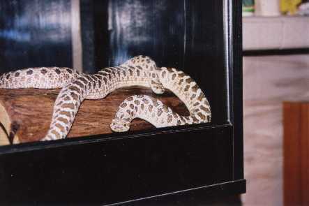 male & female western hognose