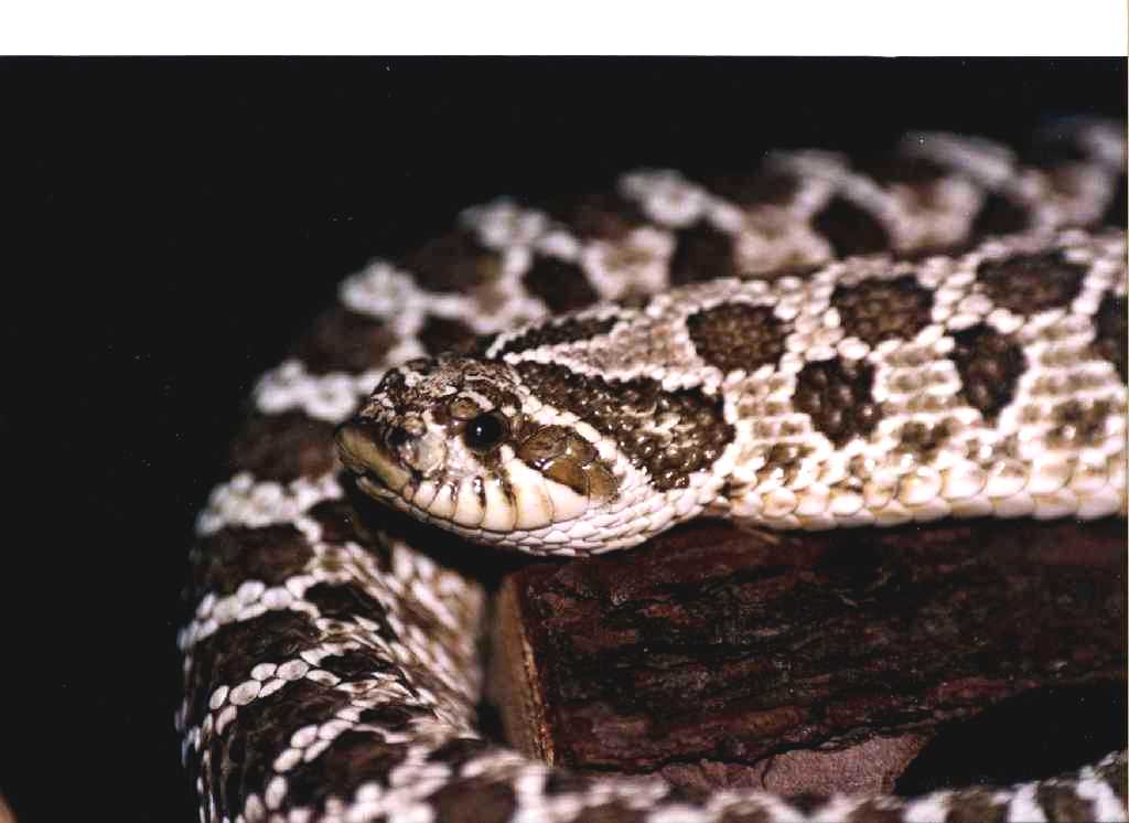 this is a closeup of stevie