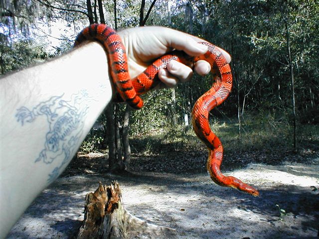 okeetee female