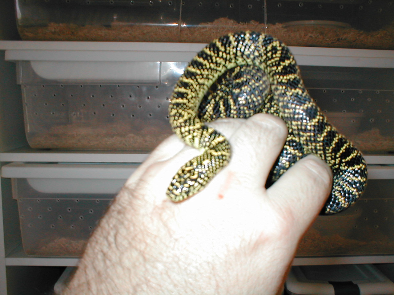 speckledking