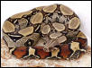 2002 Basin Peruvian Female