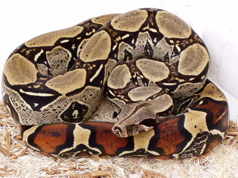 2002 Basin Peruvian Female