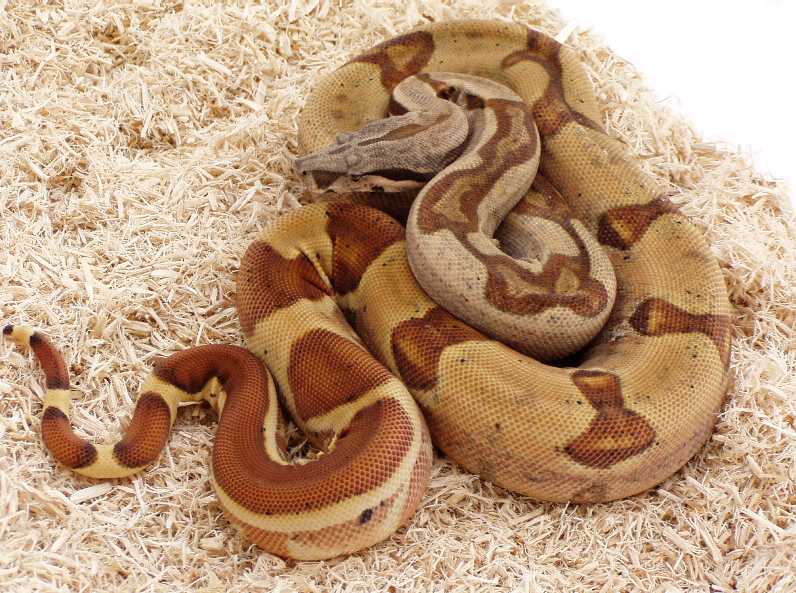 2003.Male.Salmon.Harlequin