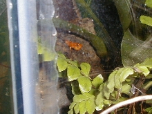 Mantella milotympanum