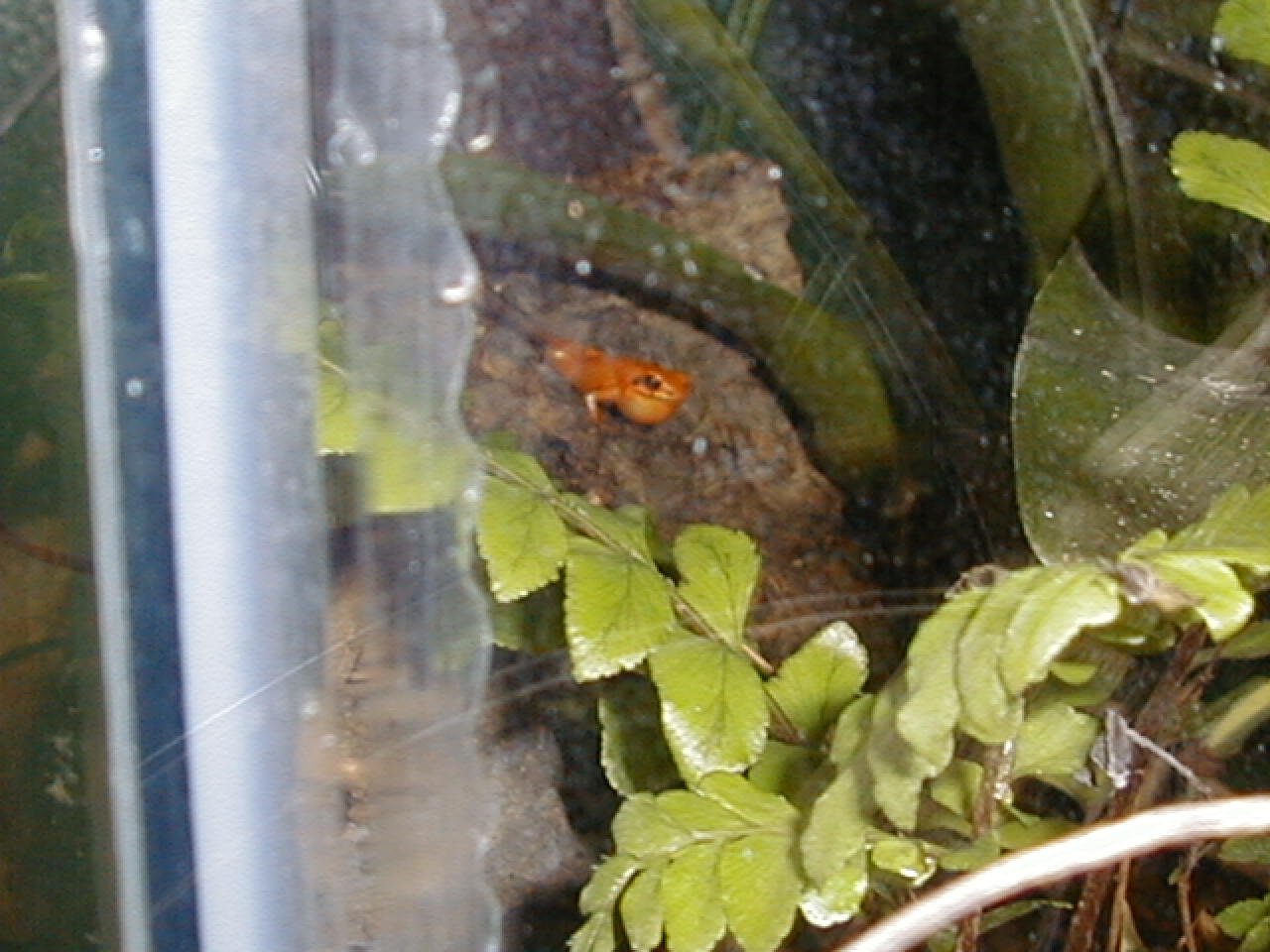 Mantella milotympanum