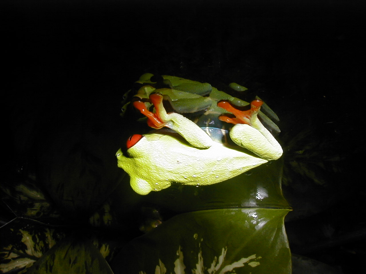 1.0 Agalychnis callidryas