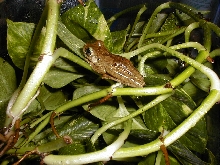 HELP ME I.D. THIS FROG