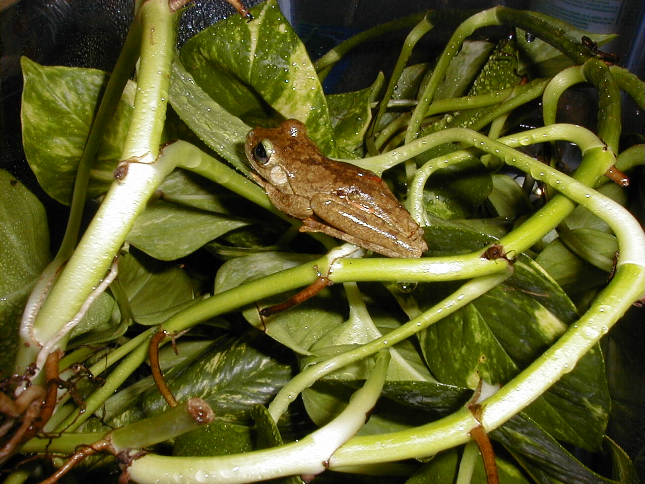 HELP ME I.D. THIS FROG
