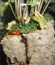 Mantella milotympanum red