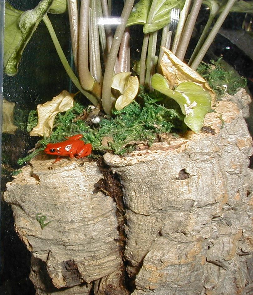 Mantella milotympanum red