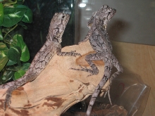 my two frillies (2)