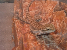 my beardie basking 1
