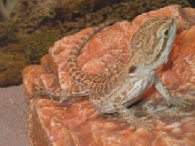beardie basking 2