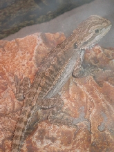 Beardie Basking 3