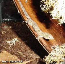 Eurydatcylodes agricolae