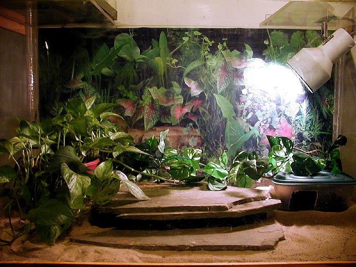 Albino Leo setup before