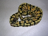 05 Pastel female from cl #3