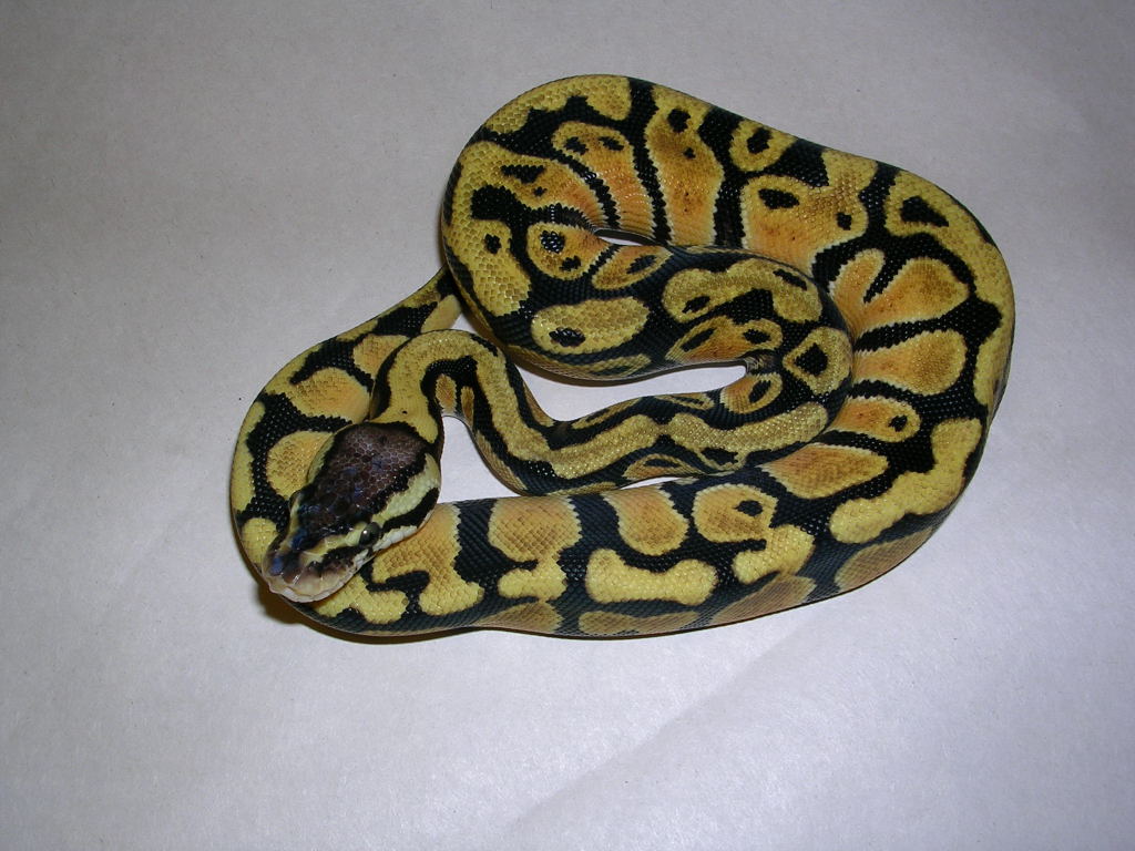 05 Pastel female from cl #3