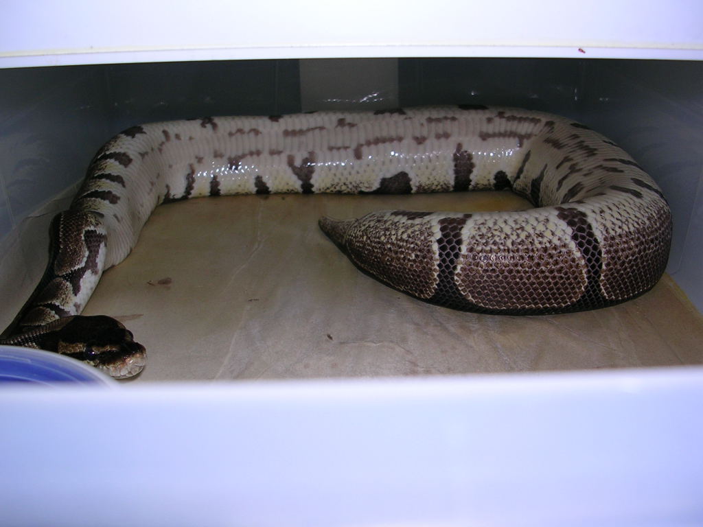female lying on her back