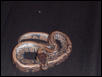 Striped Ball Hatchling