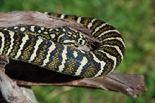 Diamond x Bredli 2007