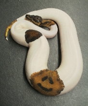 smiley Pied