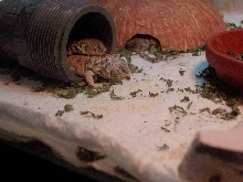 Babies' nap time