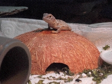 Cute little uro