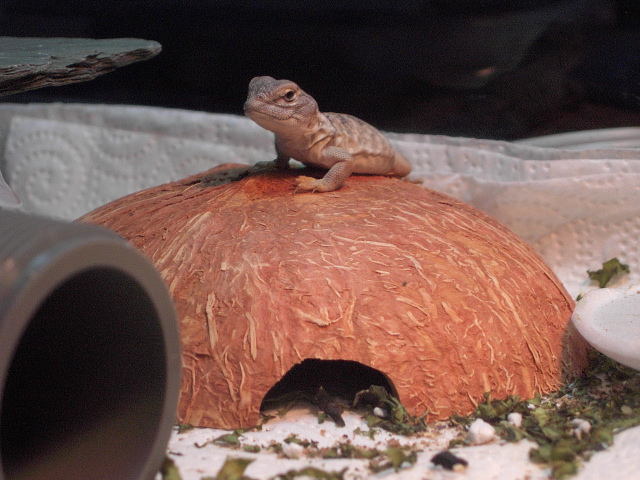 Cute little uro