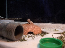 Baby on coconut hide