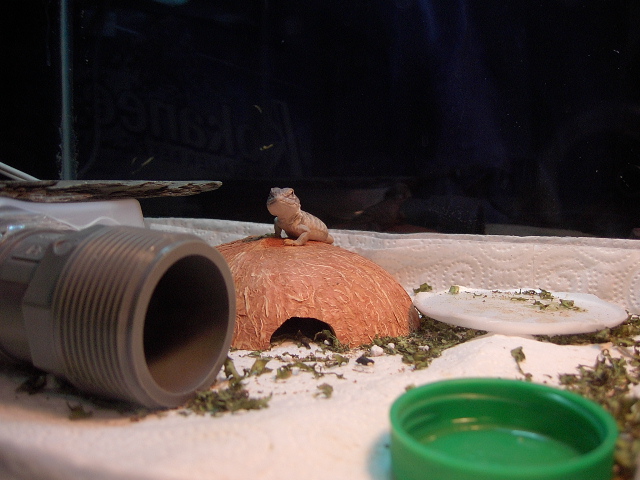 Baby on coconut hide