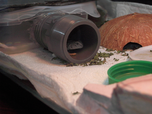 Taking a nap in the pipe