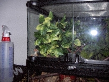 How much is that gecko in the window?