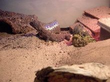 Tired out and taking a rest