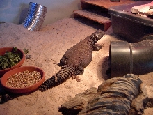 Shedding the tail