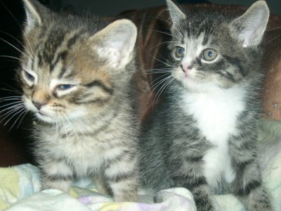 My new kittens