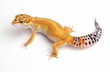 Lucy the super hypo tangerine
