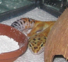 Lucy peeking