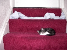 New napping spot