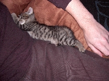 Maximus stretching