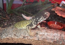 Ra's profile