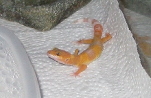 First pic of my new Sunglow, Nyu