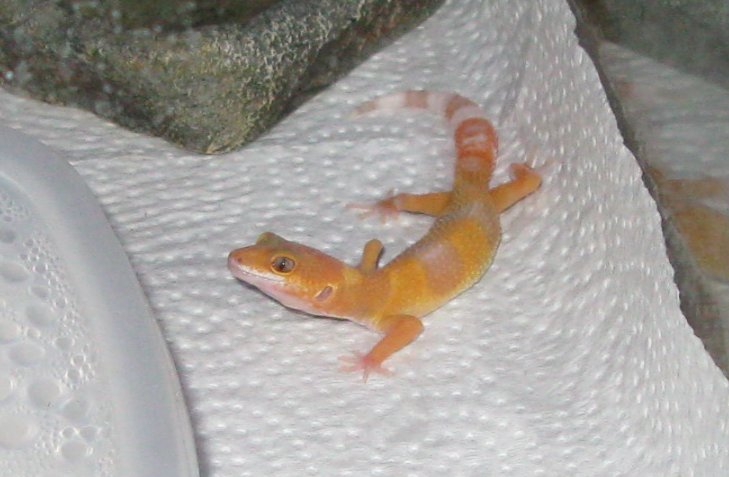 First pic of my new Sunglow, Nyu