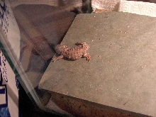 A top view of the baby