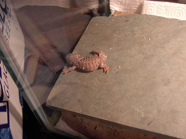 A top view of the baby