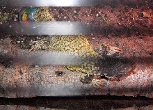 Ra's colours