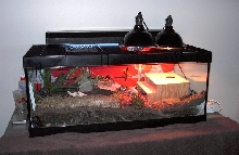 Ra walking around in his tank