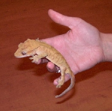 Office lizard 2