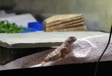 Sobek is enjoying his Powersun