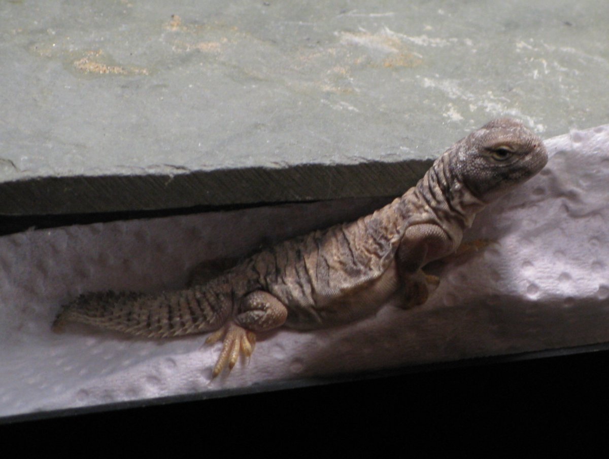 Close up of Sobek